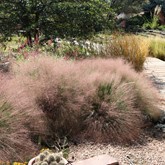 Undaunted Ruby Muhly